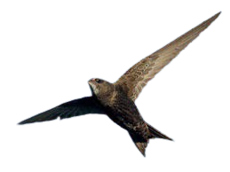 Pájaro volando